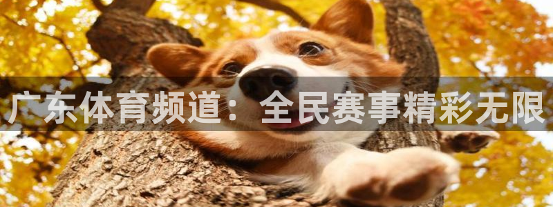 广东体育频道：全民赛事精彩无限
